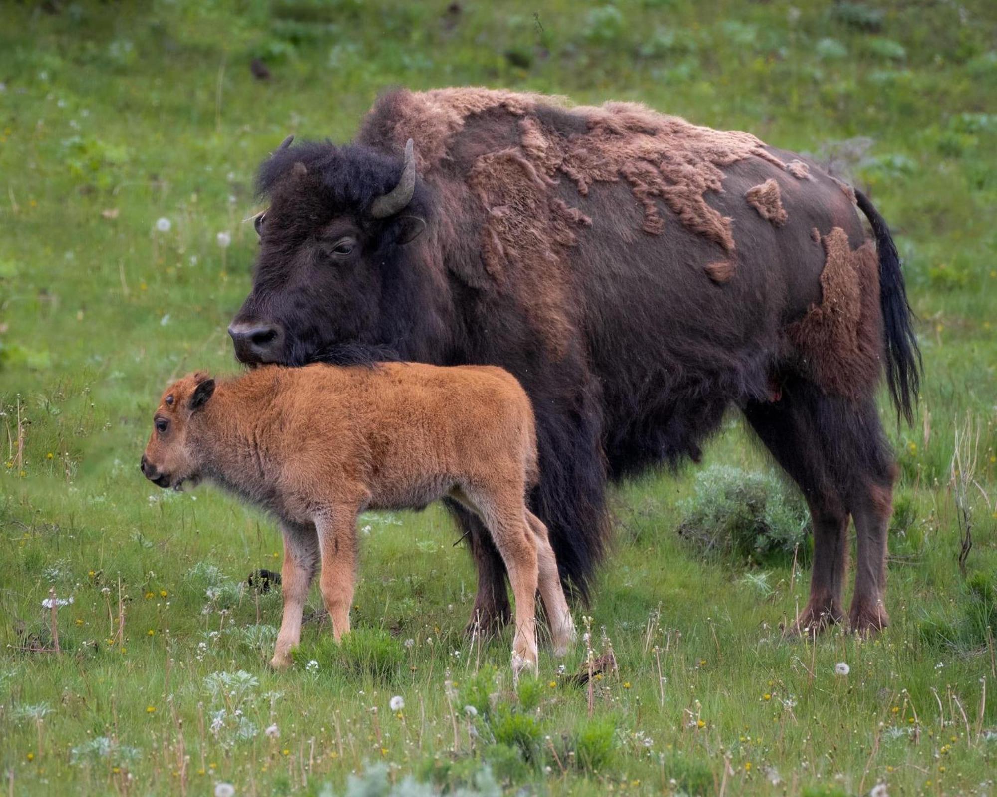 Let'S Go ! Fisherman, Families, Pools One Minute From Your Door, Comfort, Location Perfect, Amenity-Rich, Pup Friendly, Discover An Exceptional Wyoming Stay, Thermopolis River Walk Home At Hot Springs State Park, 'Where Families And Fisherman Stay' Luaran gambar